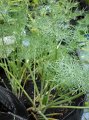 Dill  Anethum gravoelens